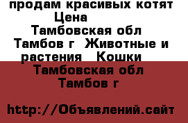 продам красивых котят › Цена ­ 3 000 - Тамбовская обл., Тамбов г. Животные и растения » Кошки   . Тамбовская обл.,Тамбов г.